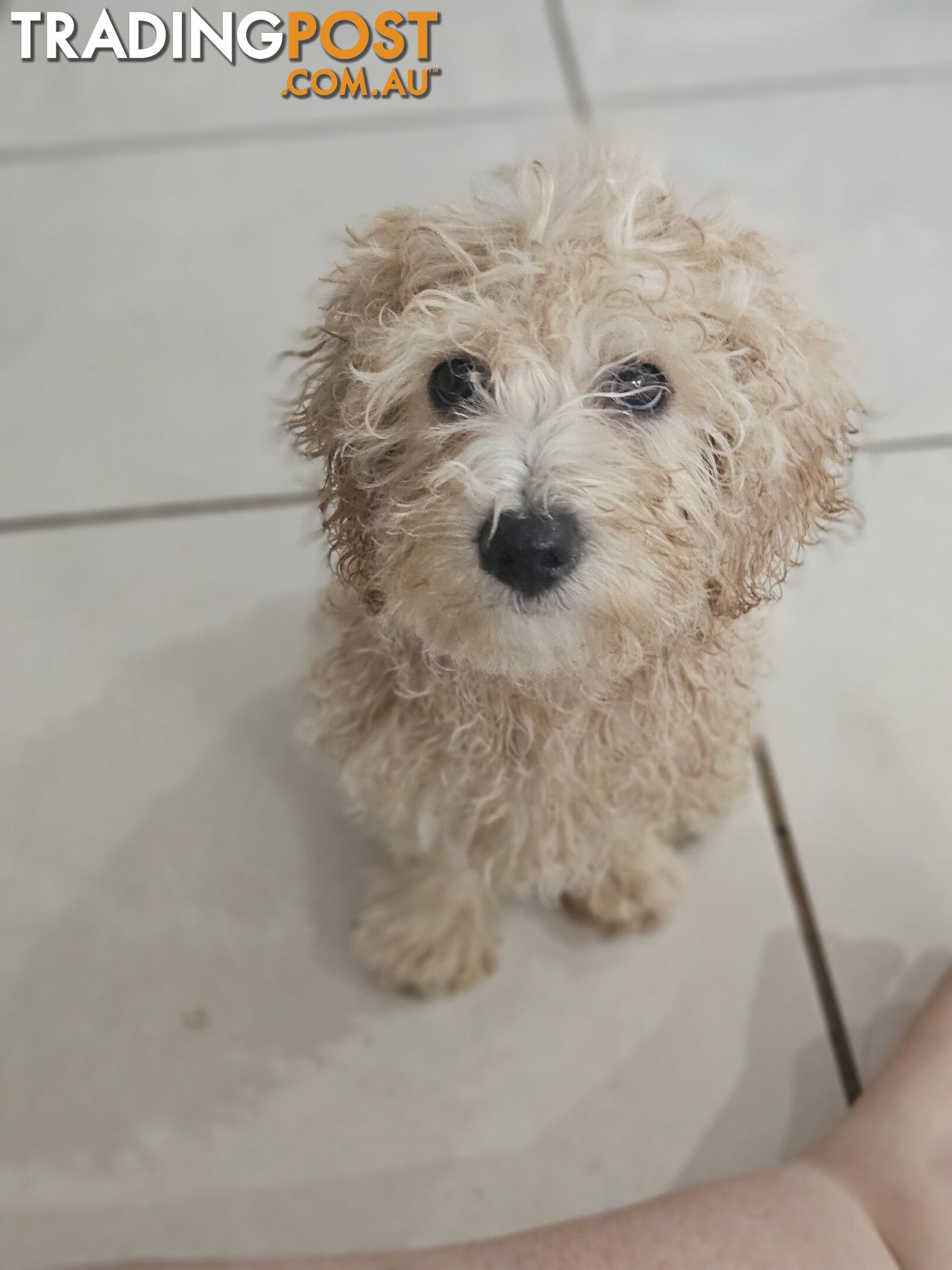 Maltipoo pups