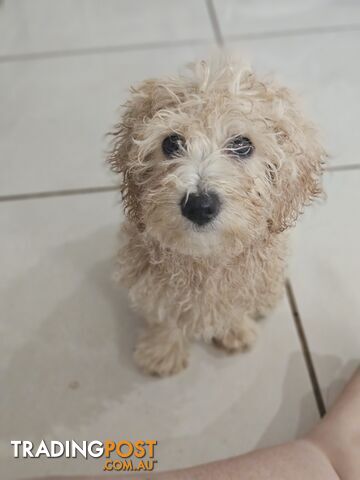 Maltipoo pups