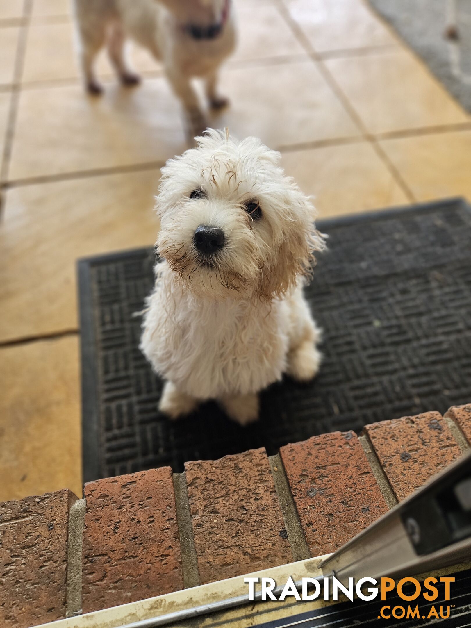 Maltipoo pups