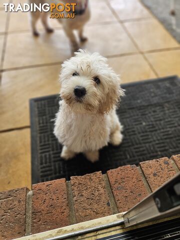 Maltipoo pups