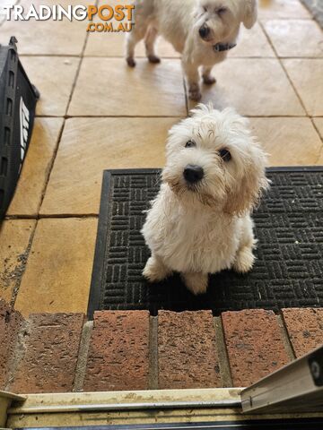 Maltipoo pups