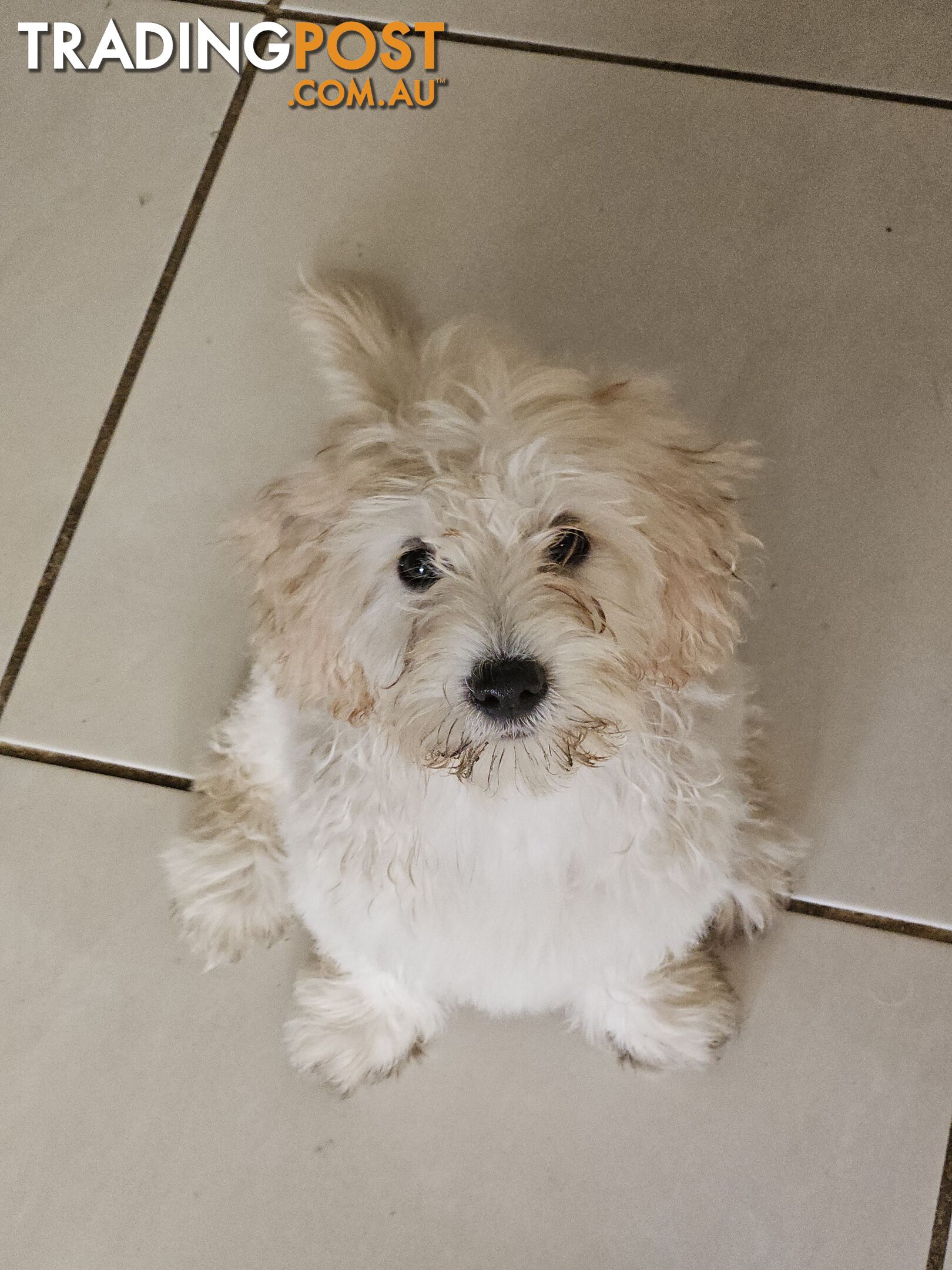 Maltipoo pups