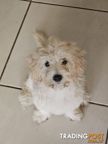 Maltipoo pups