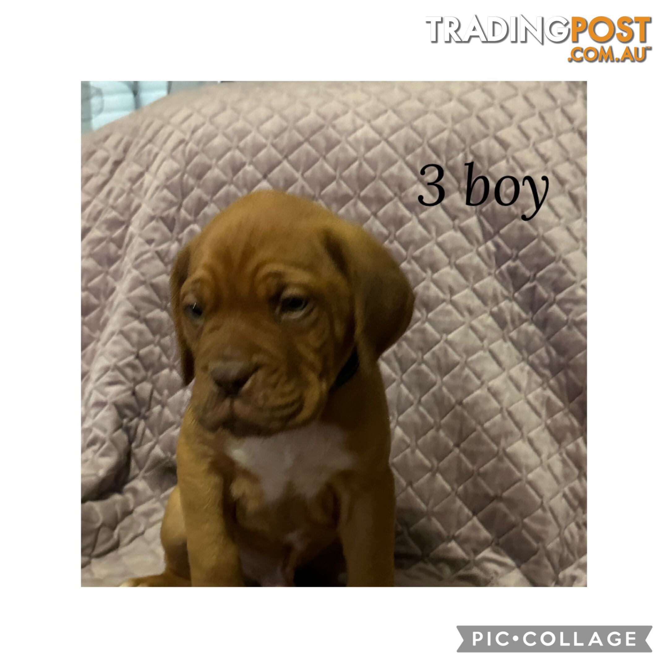 Dogue de Bordeaux X Italian mastiff