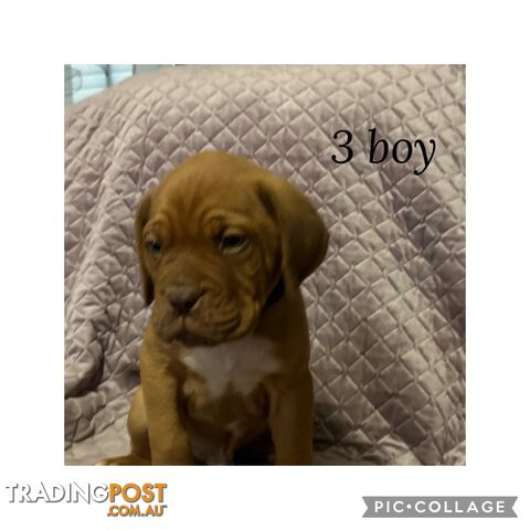 Dogue de Bordeaux X Italian mastiff