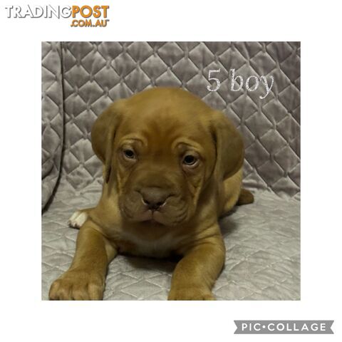 Dogue de Bordeaux X Italian mastiff