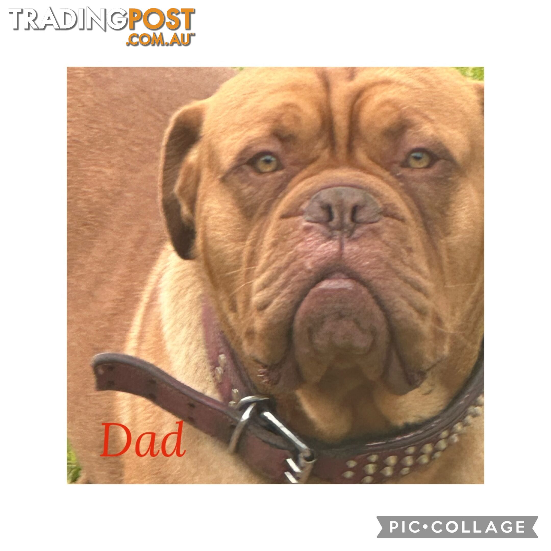 Dogue de Bordeaux X Italian mastiff