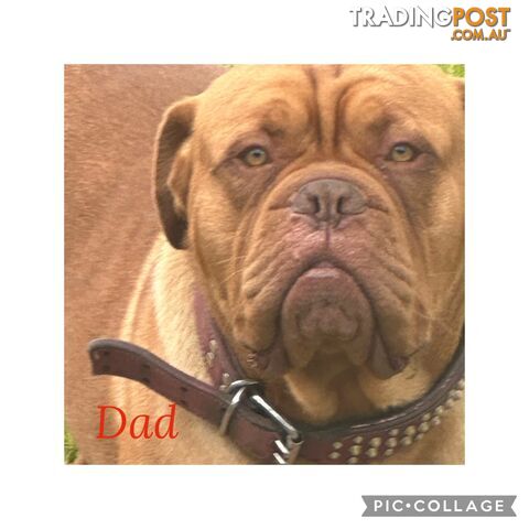 Dogue de Bordeaux X Italian mastiff