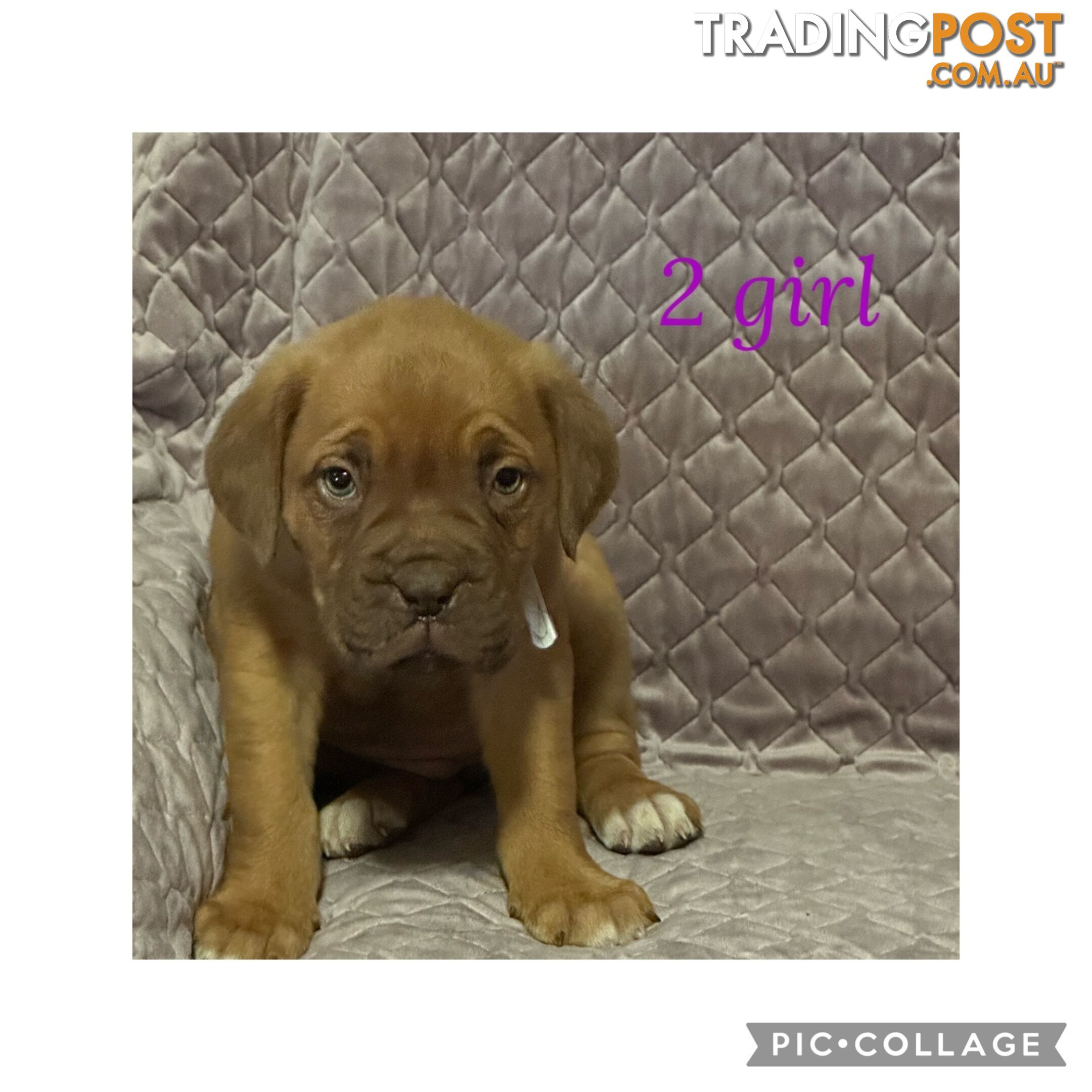 Dogue de Bordeaux X Italian mastiff