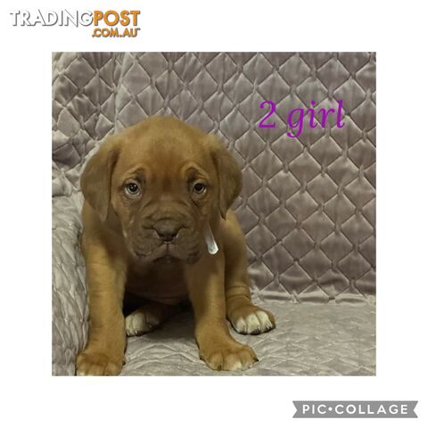 Dogue de Bordeaux X Italian mastiff