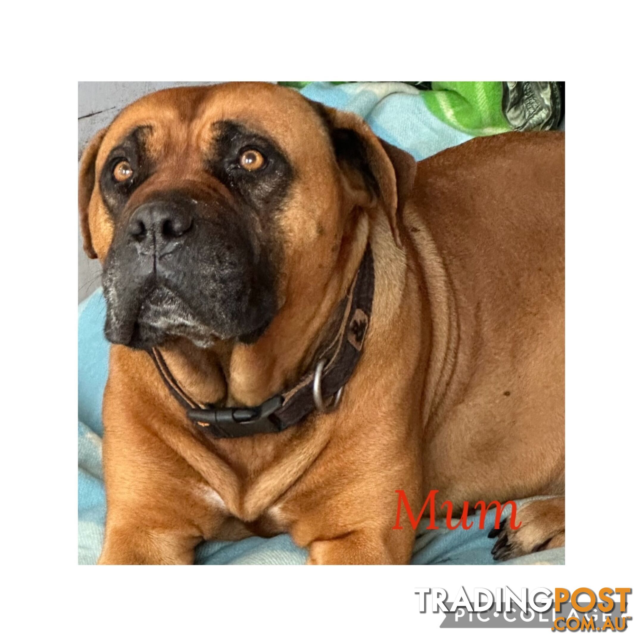 Dogue de Bordeaux X Italian mastiff