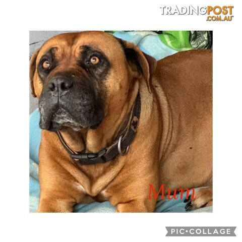 Dogue de Bordeaux X Italian mastiff