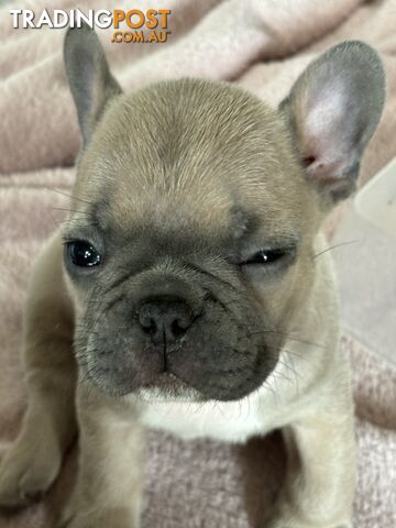 Absolutely gorgeous French bulldog puppies