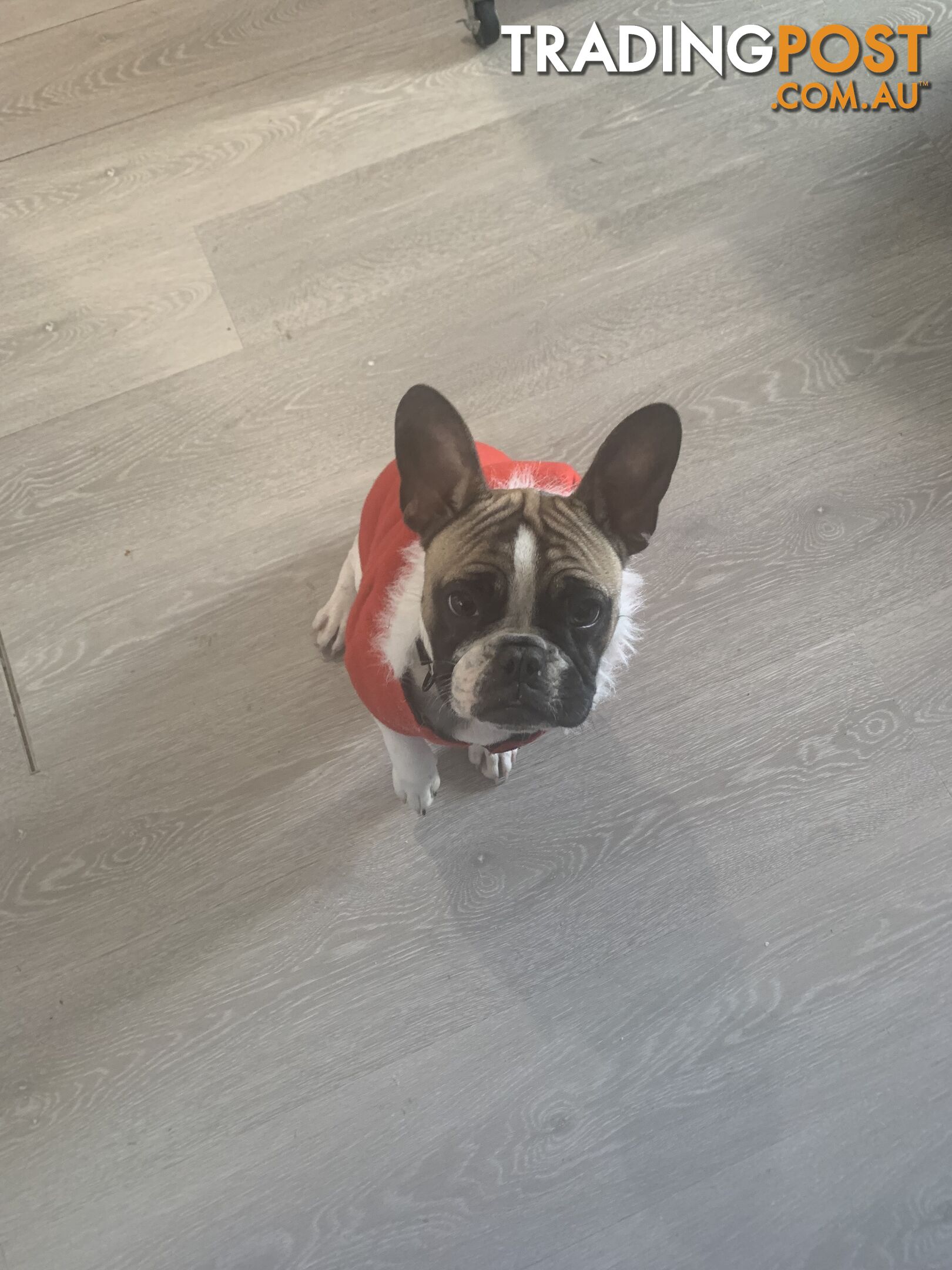 Absolutely gorgeous French bulldog puppies