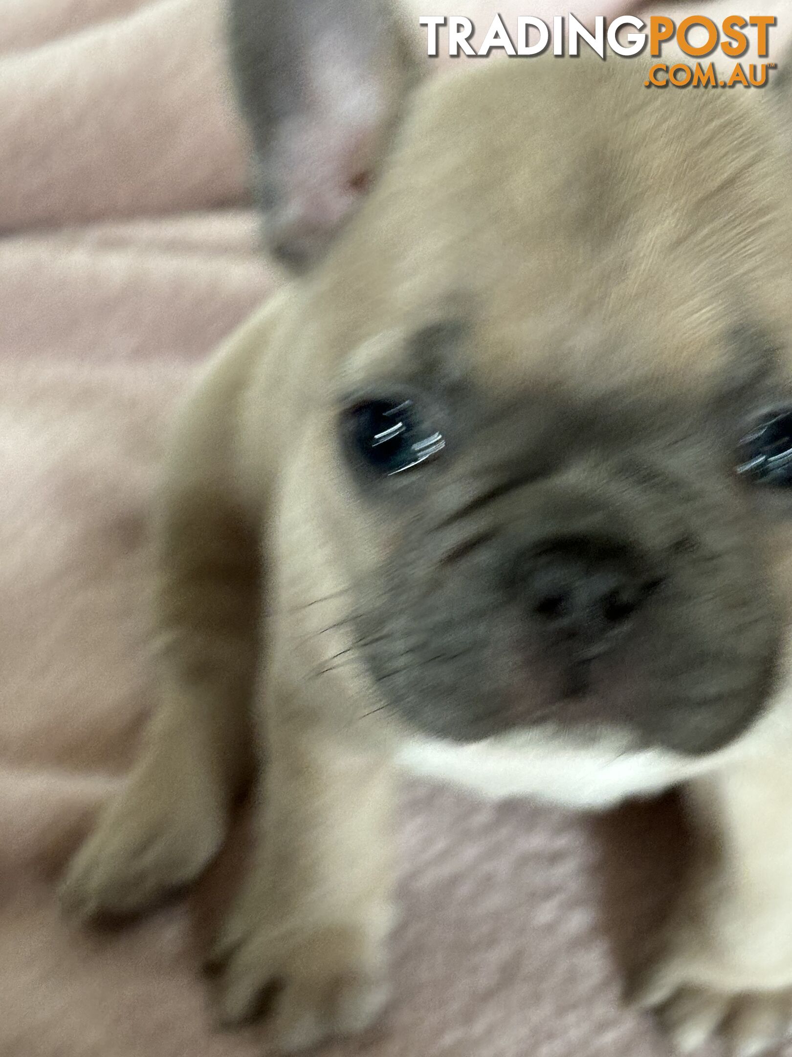 Absolutely gorgeous French bulldog puppies