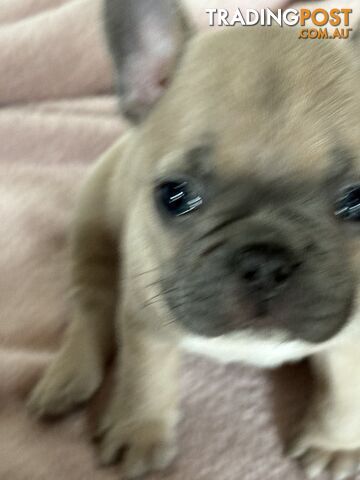 Absolutely gorgeous French bulldog puppies