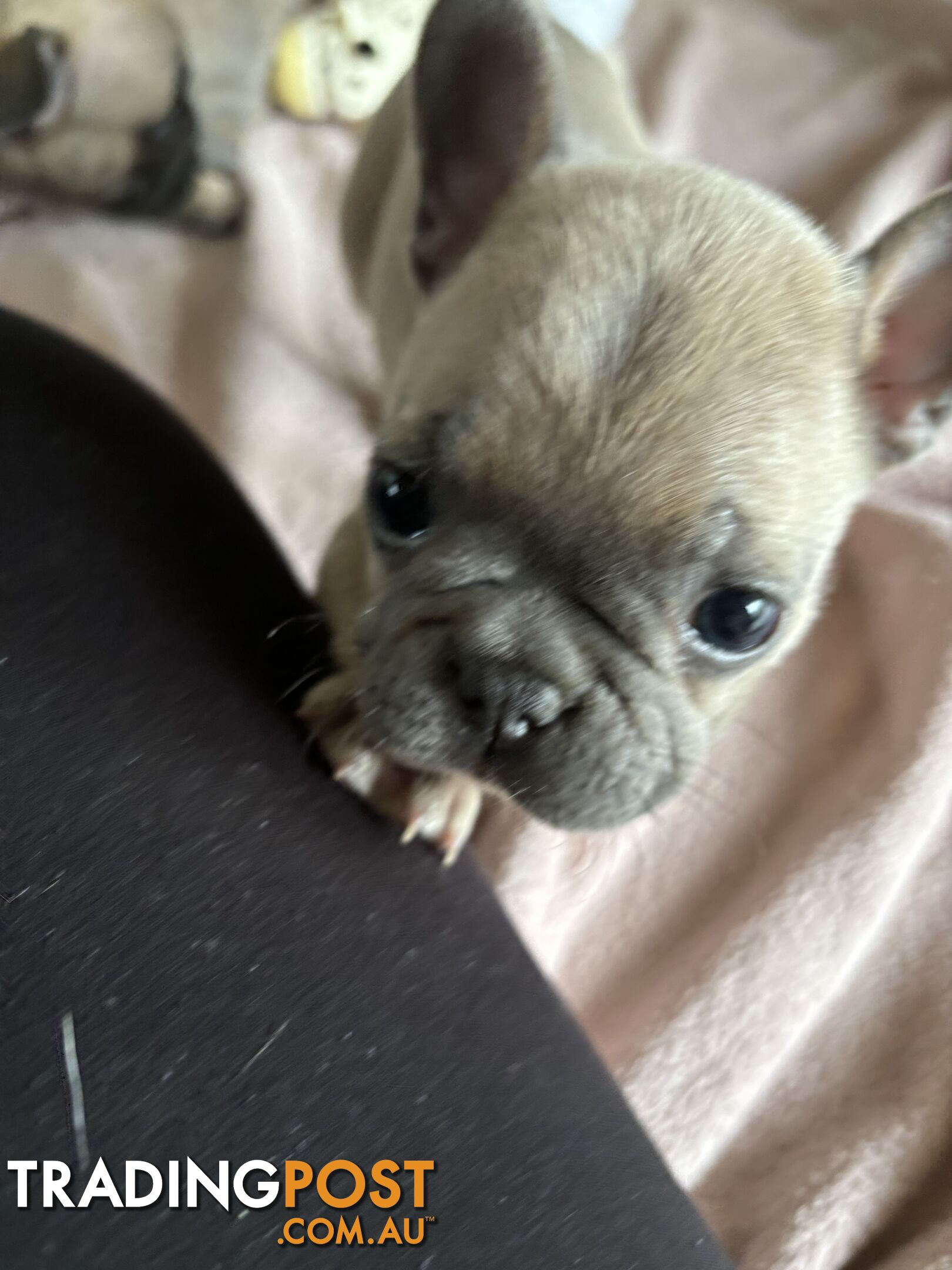 Absolutely gorgeous French bulldog puppies