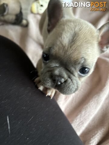 Absolutely gorgeous French bulldog puppies