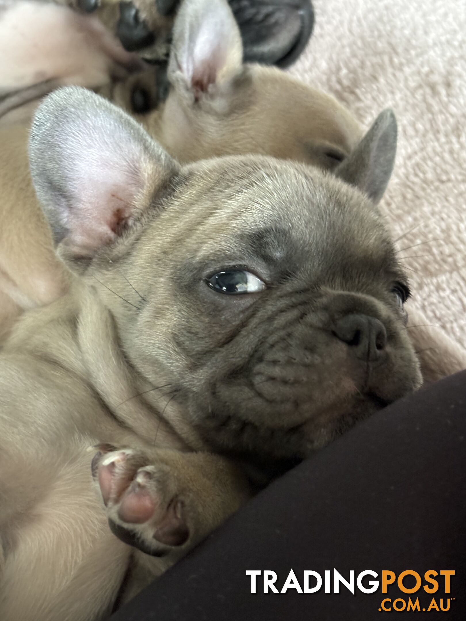 Absolutely gorgeous French bulldog puppies