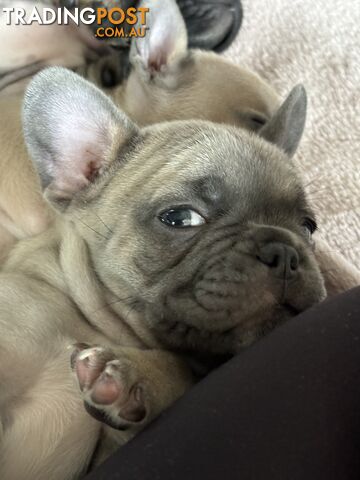 Absolutely gorgeous French bulldog puppies