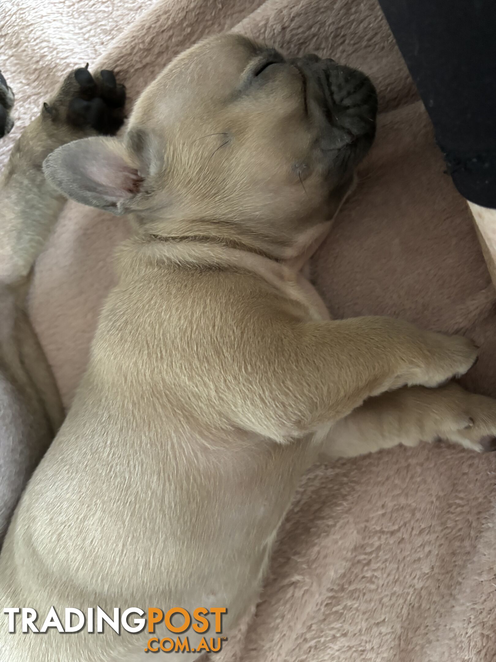 Absolutely gorgeous French bulldog puppies