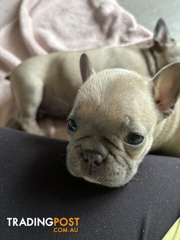 Absolutely gorgeous French bulldog puppies