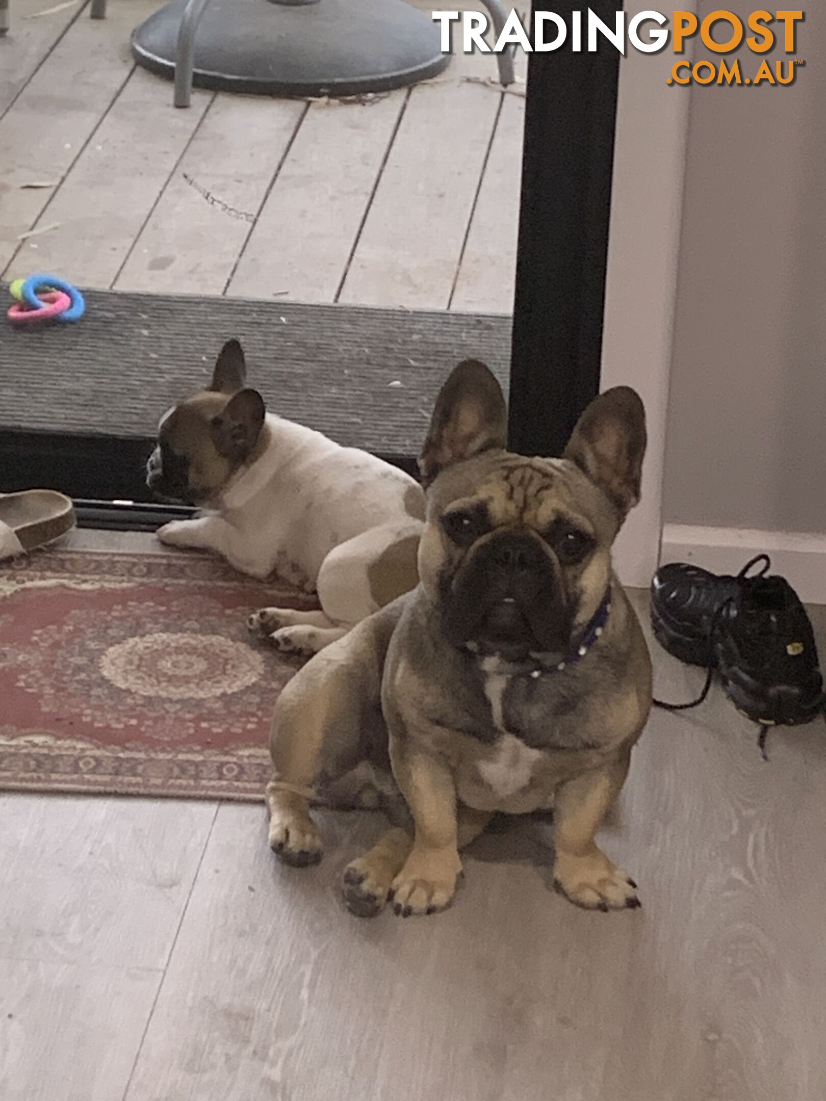 Absolutely gorgeous French bulldog puppies