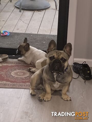 Absolutely gorgeous French bulldog puppies