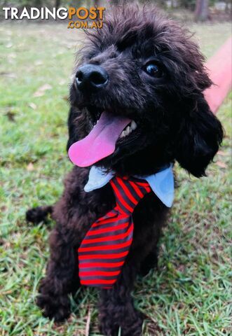 Beautiful Toy Poodle Puppy. Vet Checked. Ready to go