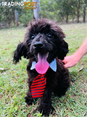 Beautiful Toy Poodle Puppy. Vet Checked. Ready to go