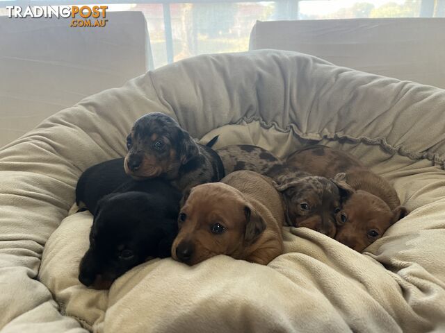Miniature dachshund puppies for sale