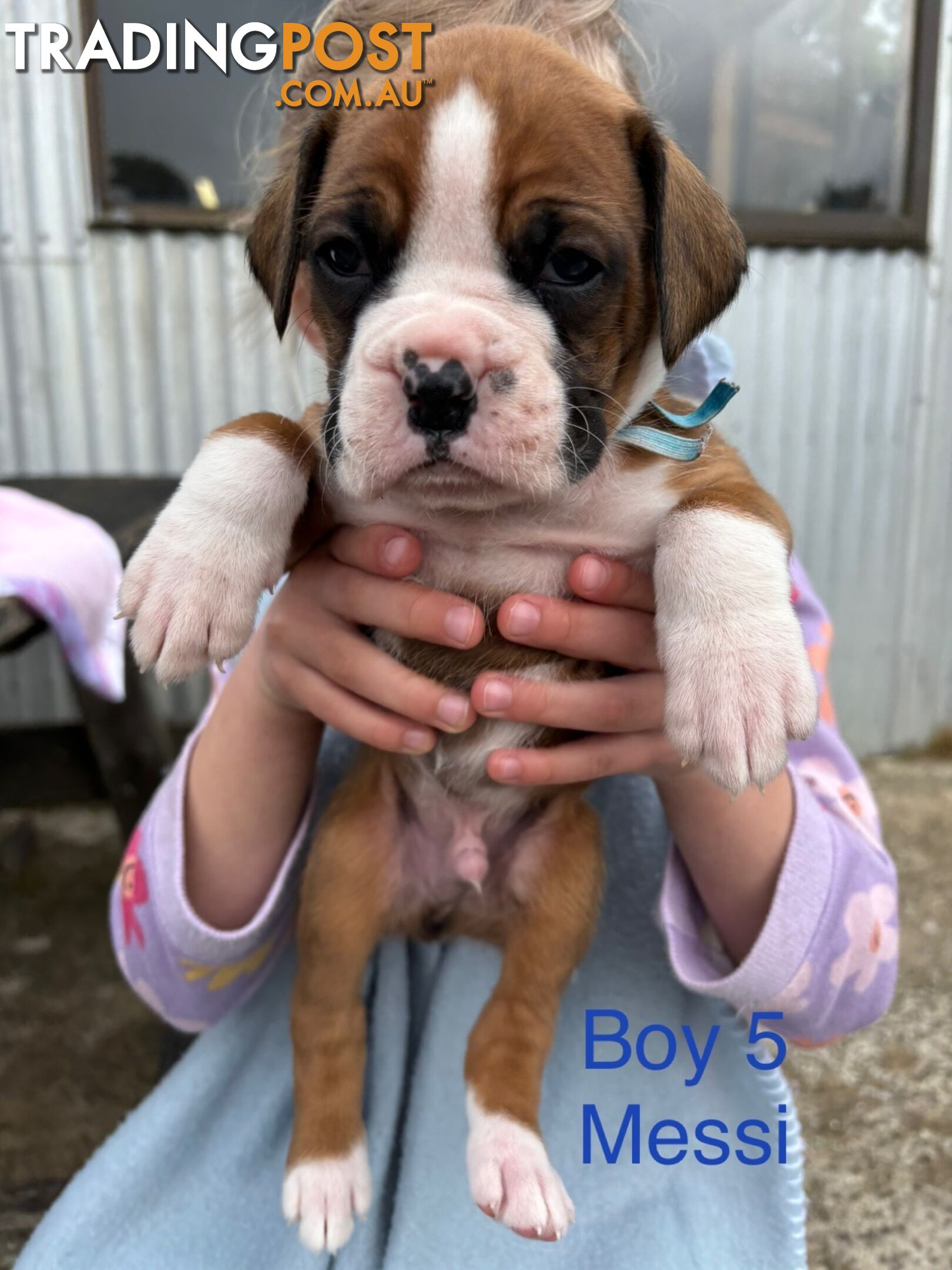 Purebred Boxer Puppies