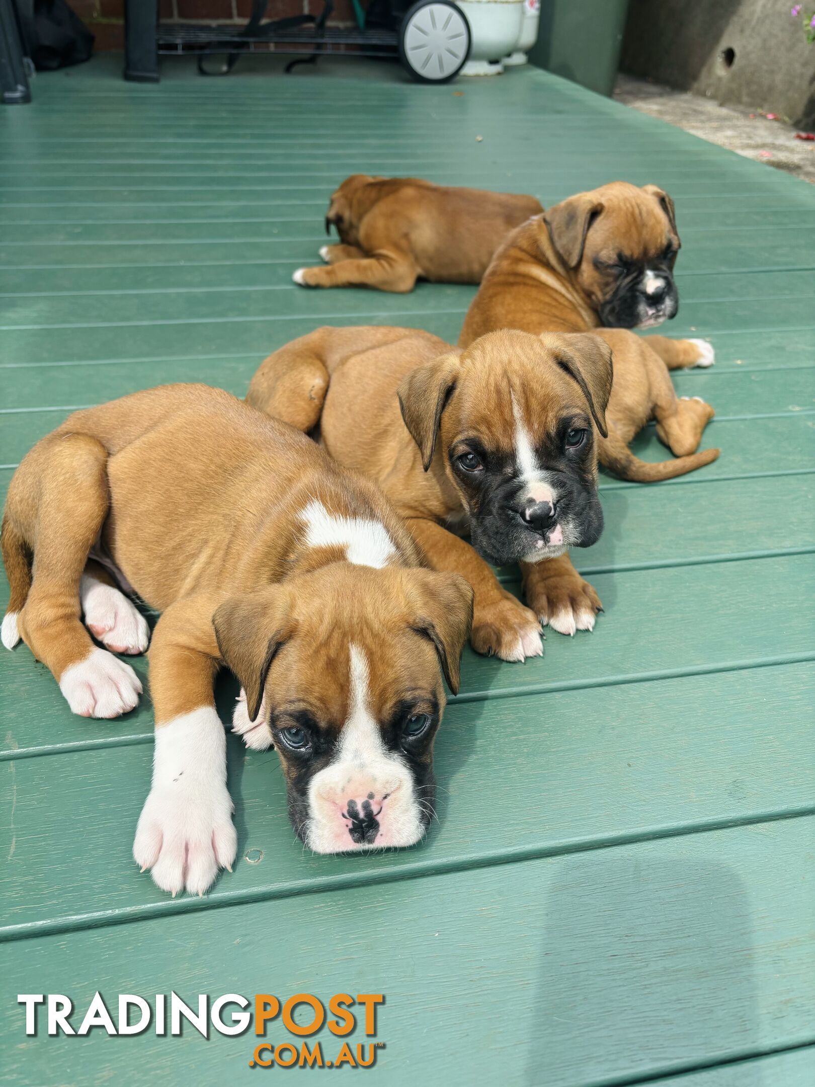 Purebred Boxer Puppies