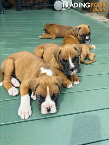 Purebred Boxer Puppies