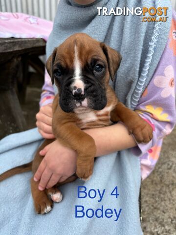 Purebred Boxer Puppies