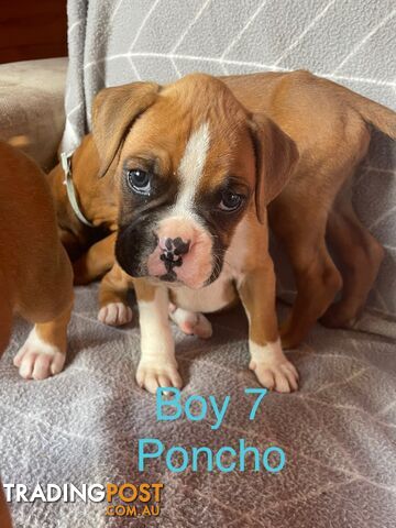 Purebred Boxer Puppies