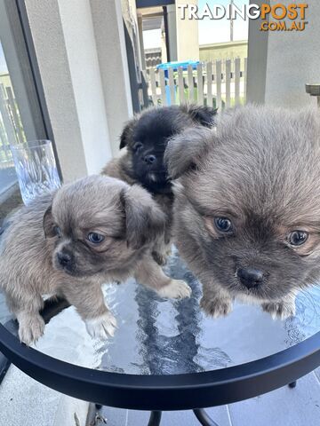 7x Miniature (Teddybear) Pomeranian x Chug Puppies