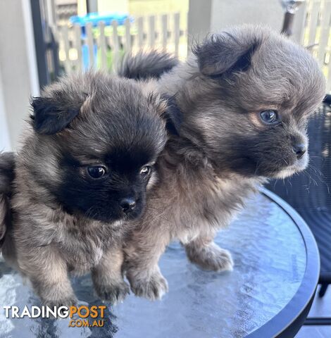 7x Miniature (Teddybear) Pomeranian x Chug Puppies