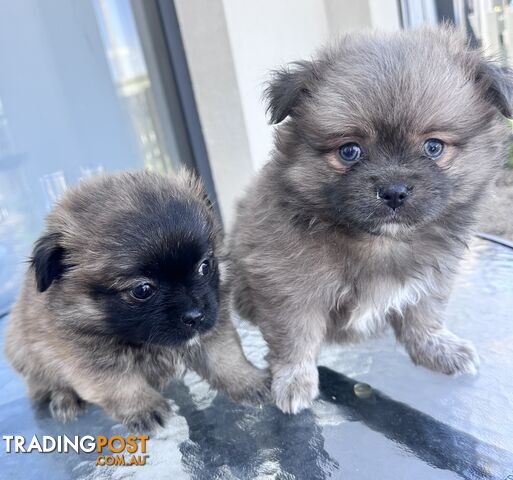 7x Miniature (Teddybear) Pomeranian x Chug Puppies