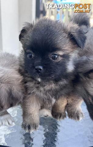 7x Miniature (Teddybear) Pomeranian x Chug Puppies