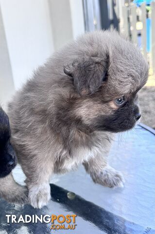 7x Miniature (Teddybear) Pomeranian x Chug Puppies