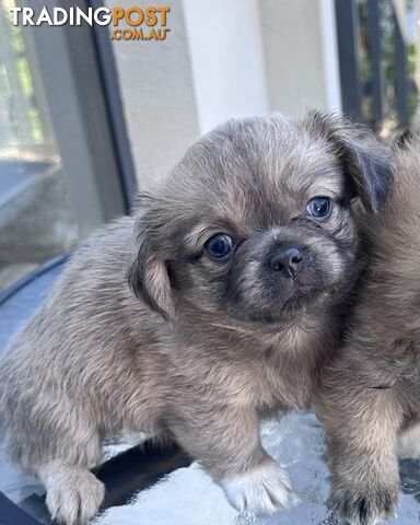 7x Miniature (Teddybear) Pomeranian x Chug Puppies