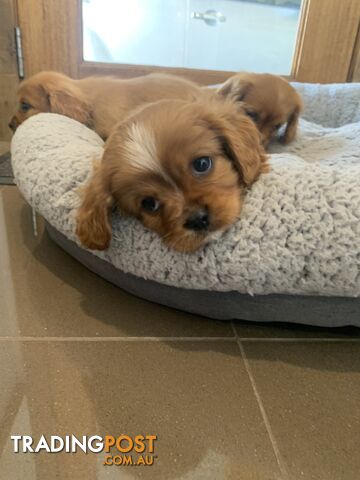 Cavoodle puppies