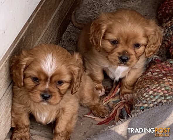 Cavoodle puppies