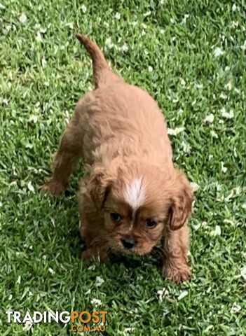 Cavoodle puppies