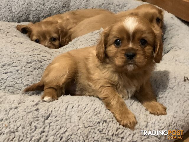 Cavoodle puppies