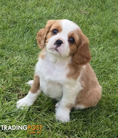 Pugalier puppies