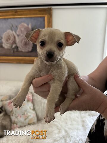 Chihuahua puppies for sale!