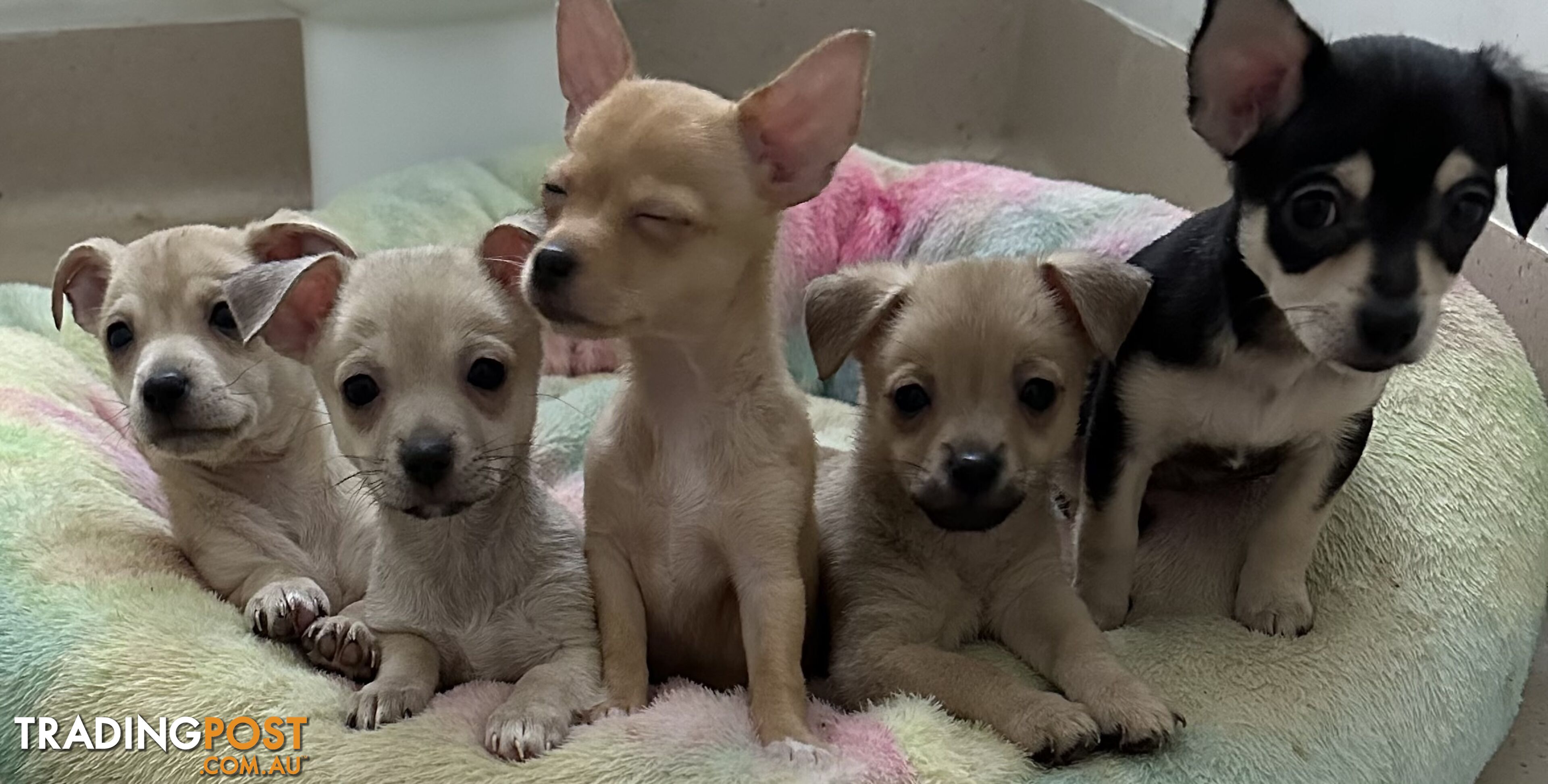 Chihuahua puppies for sale!