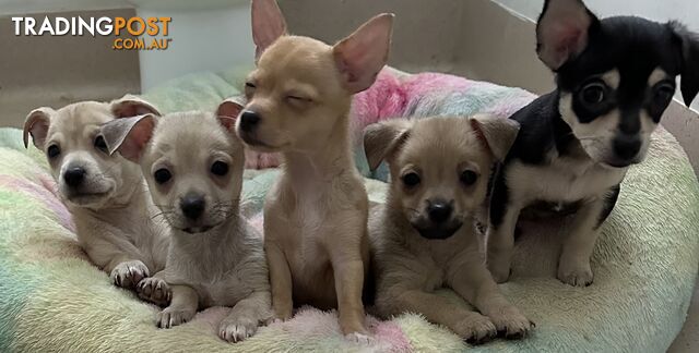 Chihuahua puppies for sale!